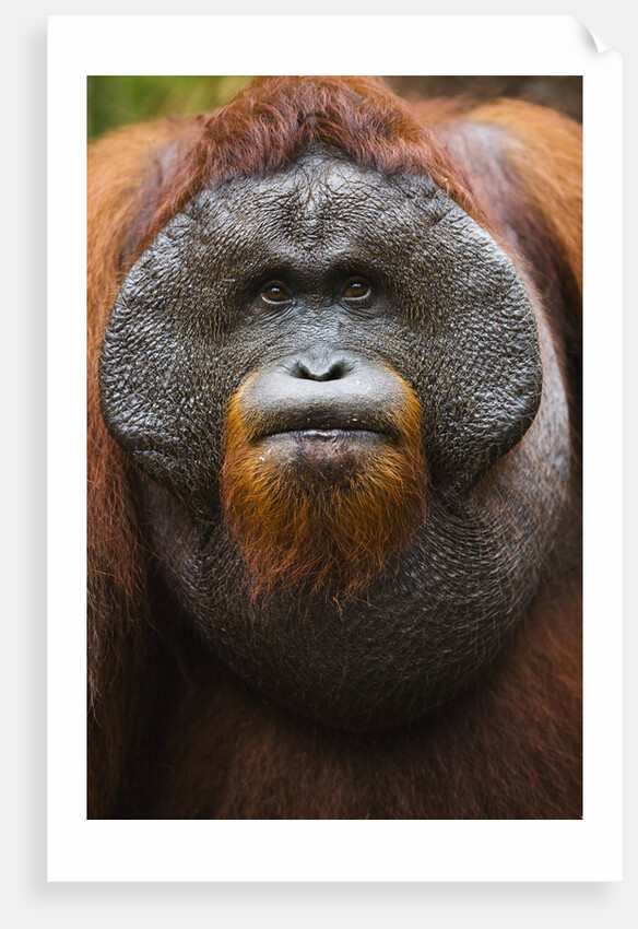 Dominant male orangutan by Anonymous