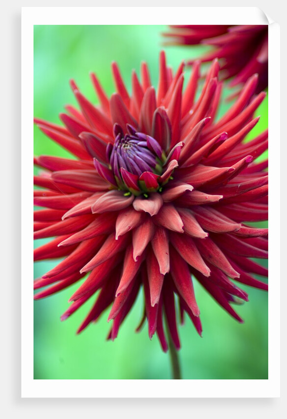 Weston Pirate dahlia in bloom by Anonymous