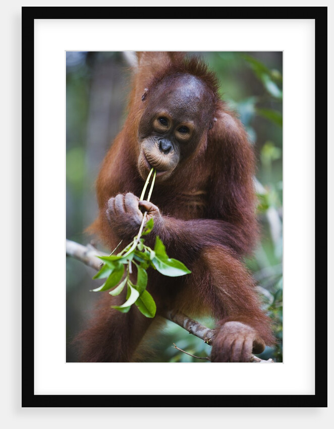 Sub adult male orangutan by Anonymous