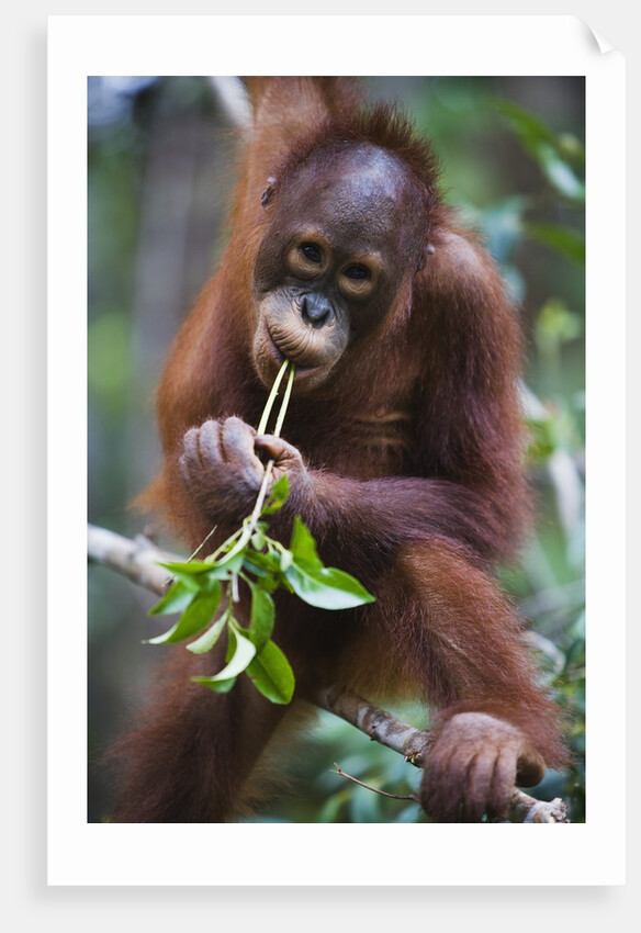 Sub adult male orangutan by Corbis