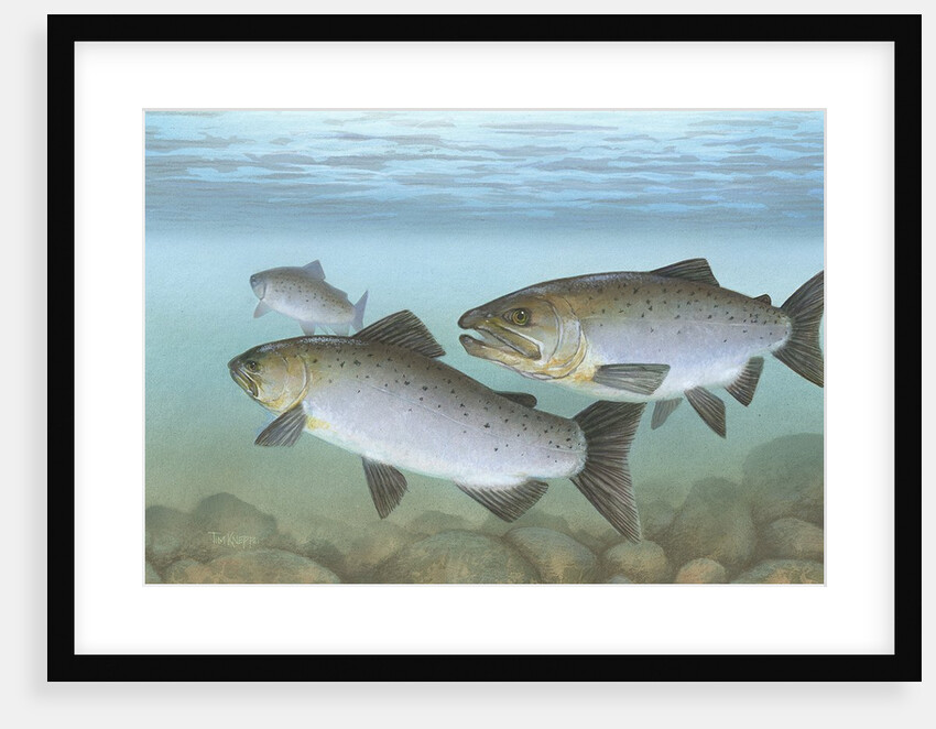Pacific salmon by Anonymous