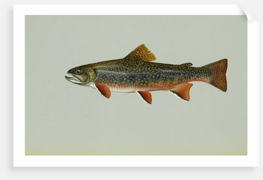 Brook trout by Anonymous