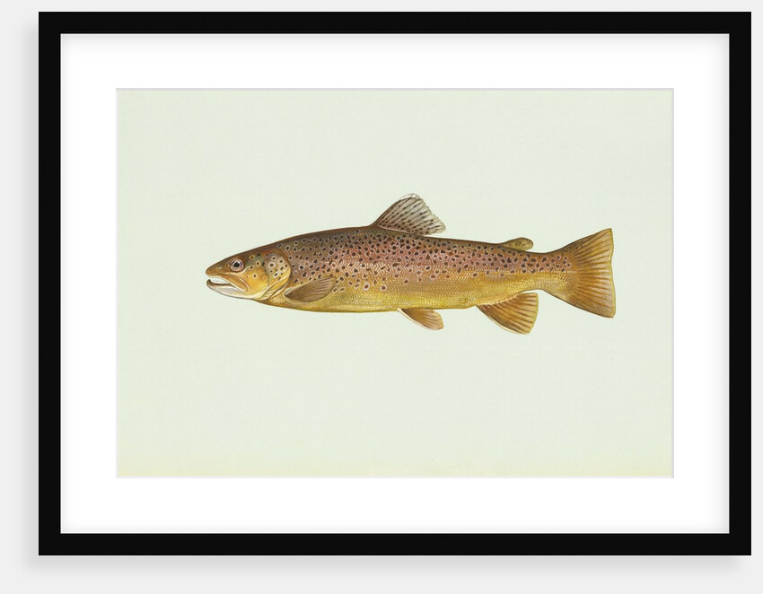 Brown trout by Anonymous