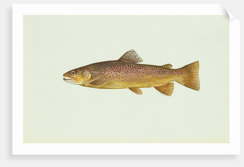 Brown trout by Anonymous