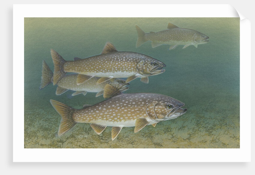 Lake trout by Anonymous