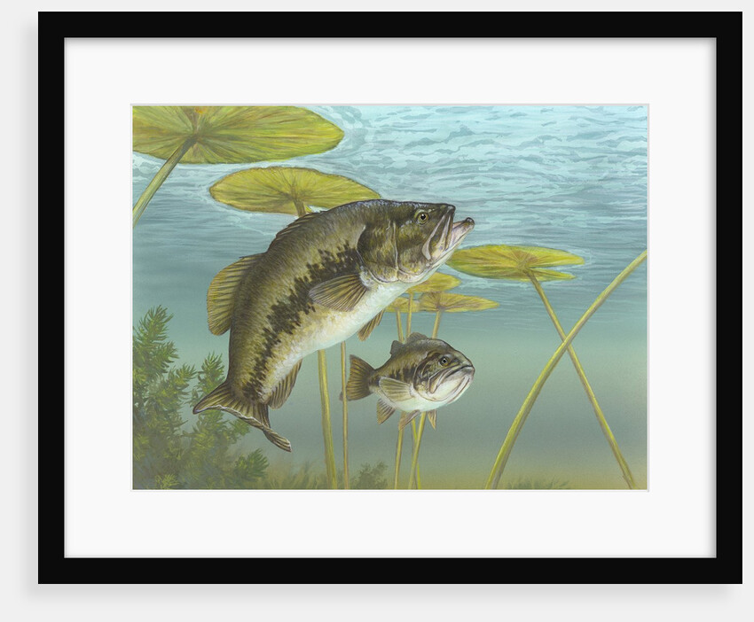 Largemouth bass by Anonymous