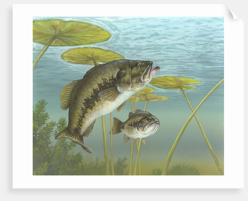 Largemouth bass by Anonymous