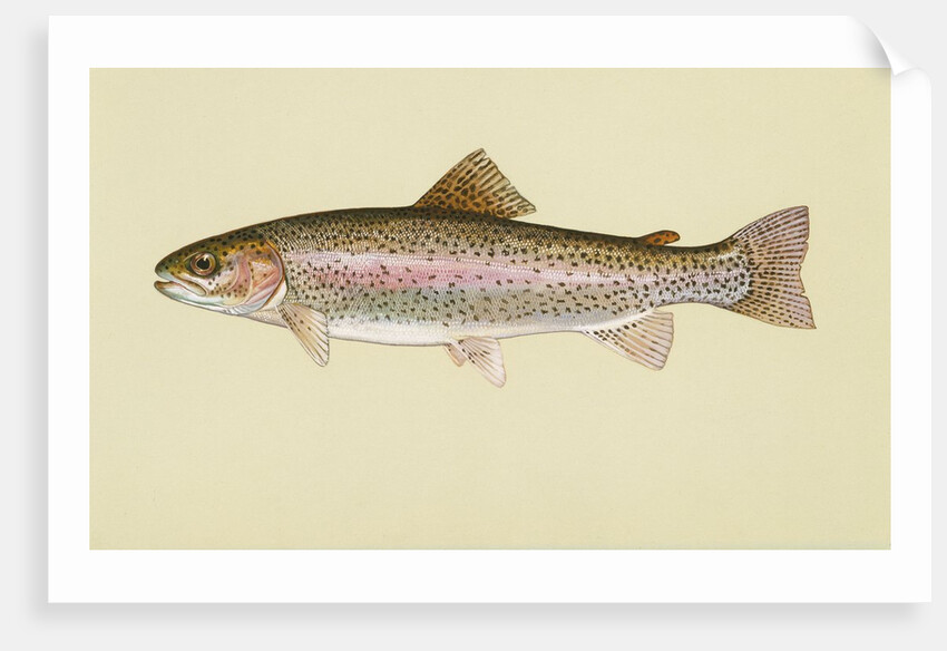Rainbow trout by Anonymous