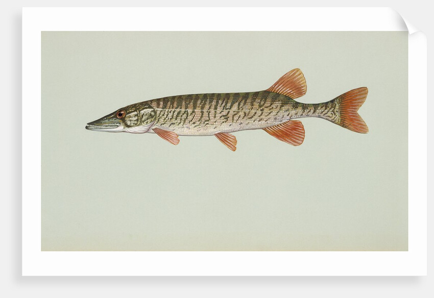 Redfin pickerel by Anonymous