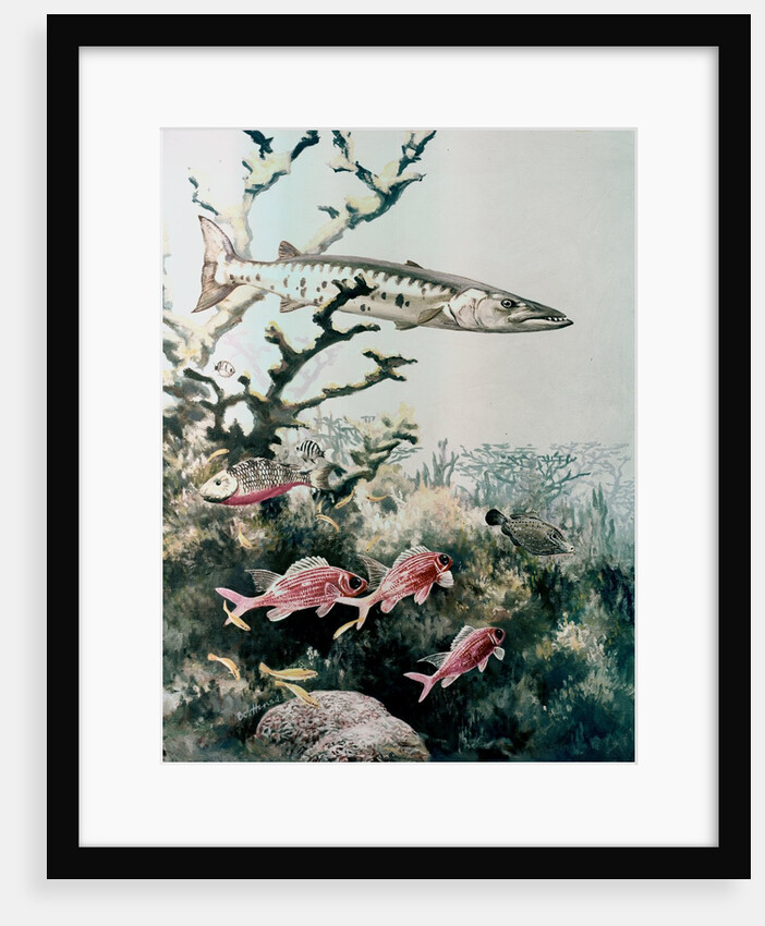 Barracuda and reef fishes by Anonymous