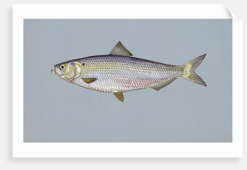 Blueback herring by Anonymous