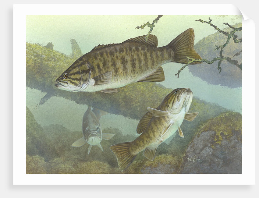 Smallmouth bass by Anonymous