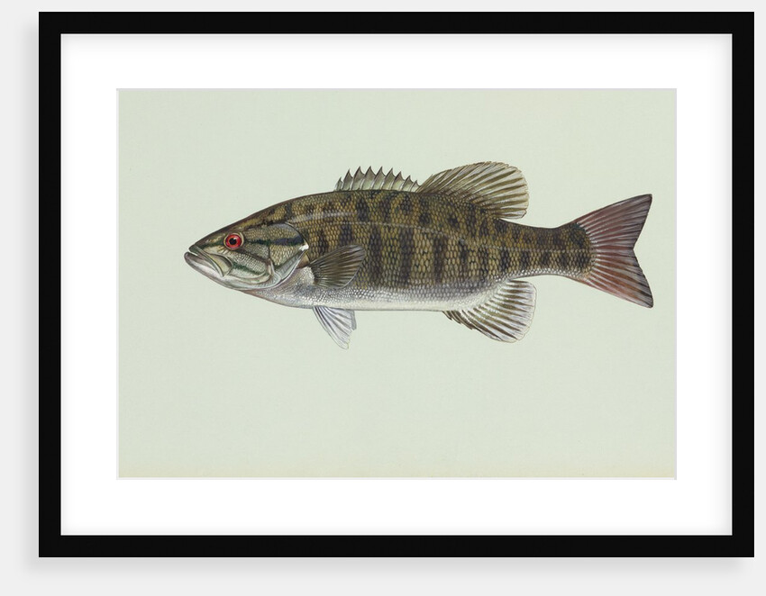 Smallmouth bass by Anonymous