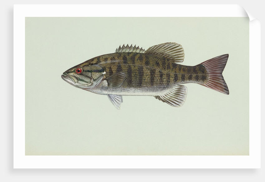 Smallmouth bass by Anonymous
