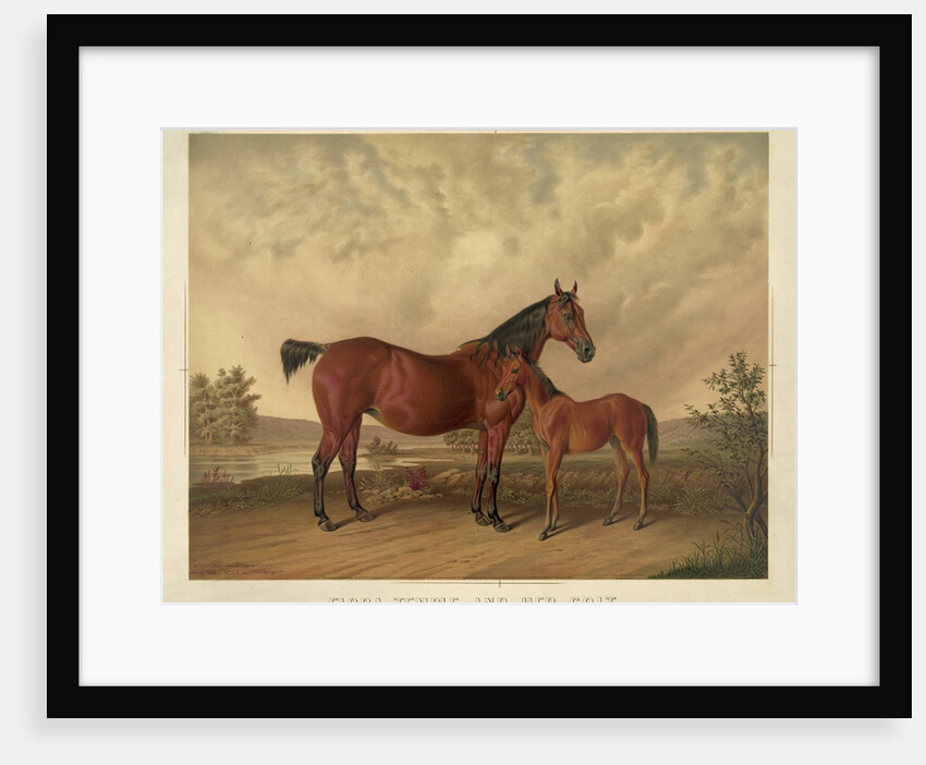 Flora Temple and Her Colt by Anonymous