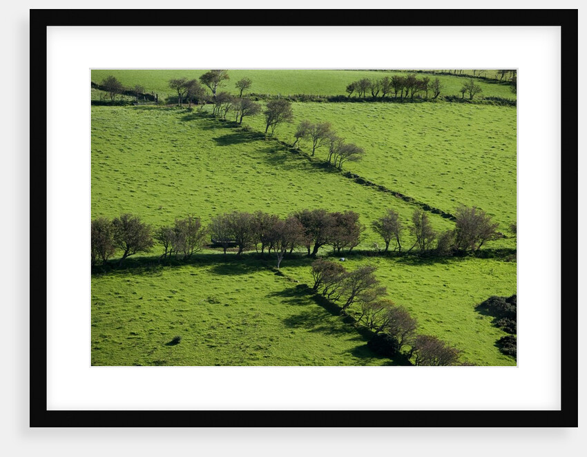 Rich green pastureland in countryside of Northern Ireland by Anonymous