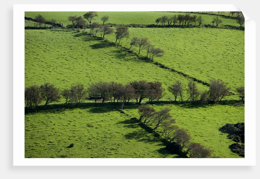 Rich green pastureland in countryside of Northern Ireland by Anonymous