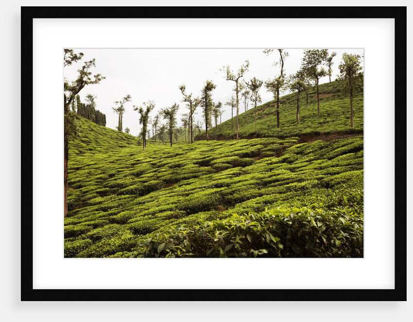 Trees in a tea garden, Mysore by Anonymous