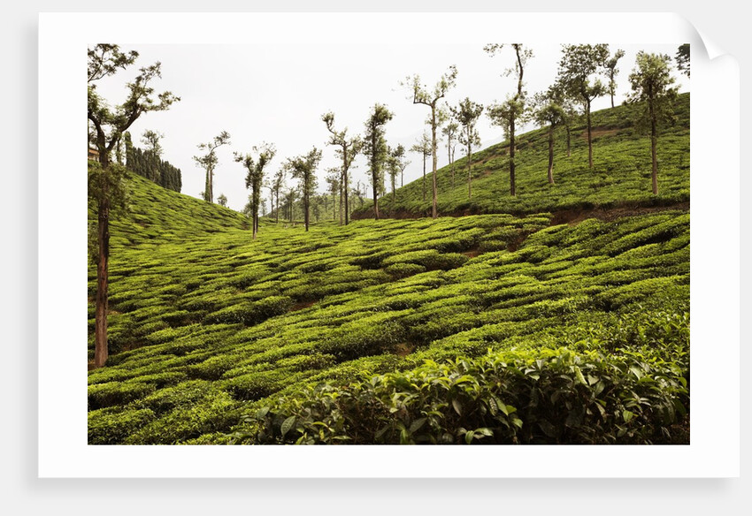 Trees in a tea garden, Mysore by Anonymous