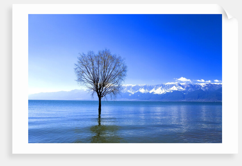 Tree in Erhai Lake, Yunnan, China by Anonymous