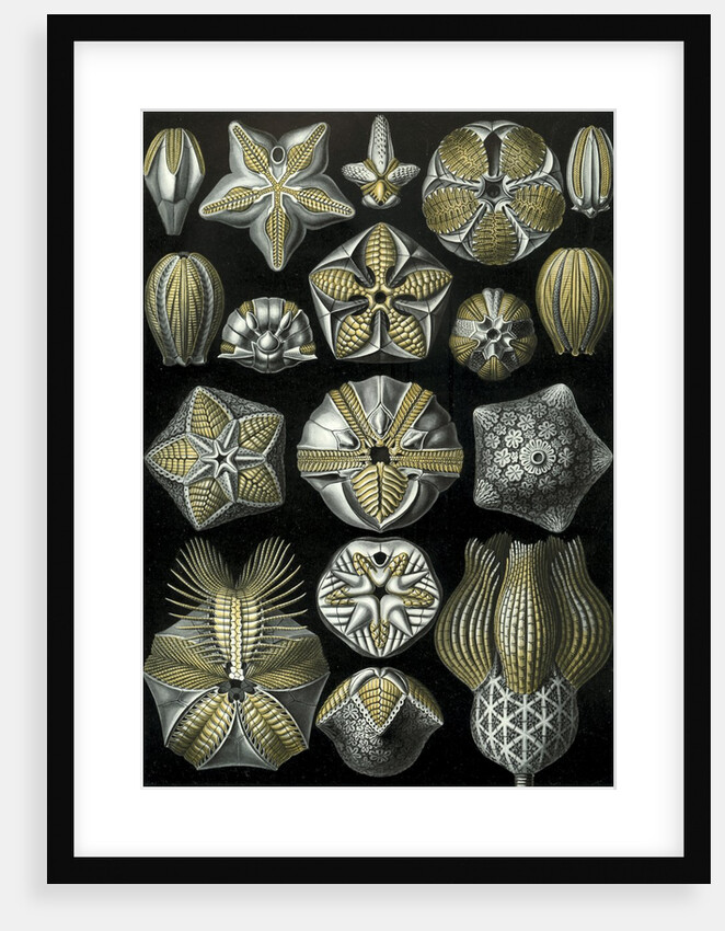 Illustration of Blastoidea by Ernst Haeckel
