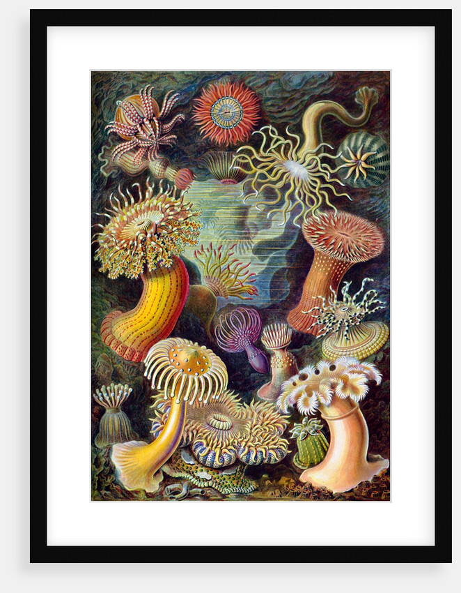 Illustration of Actiniae by Ernst Haeckel
