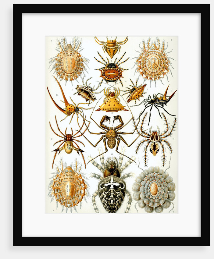 Illustration of Arachnida by Ernst Haeckel