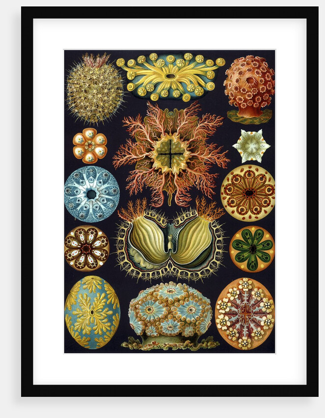 Illustration of Ascidiacea by Ernst Haeckel