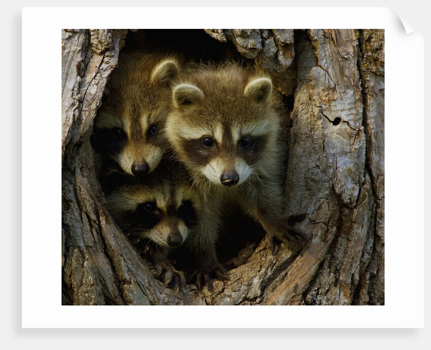 Raccoon family in hollow of tree by Anonymous
