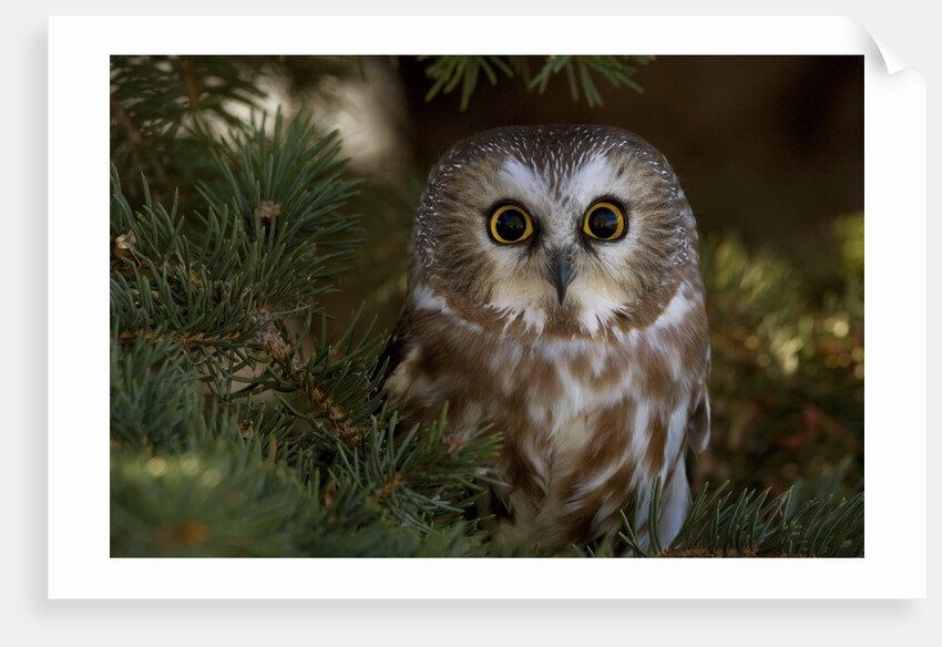 Saw-whet owl in pine tree by Anonymous