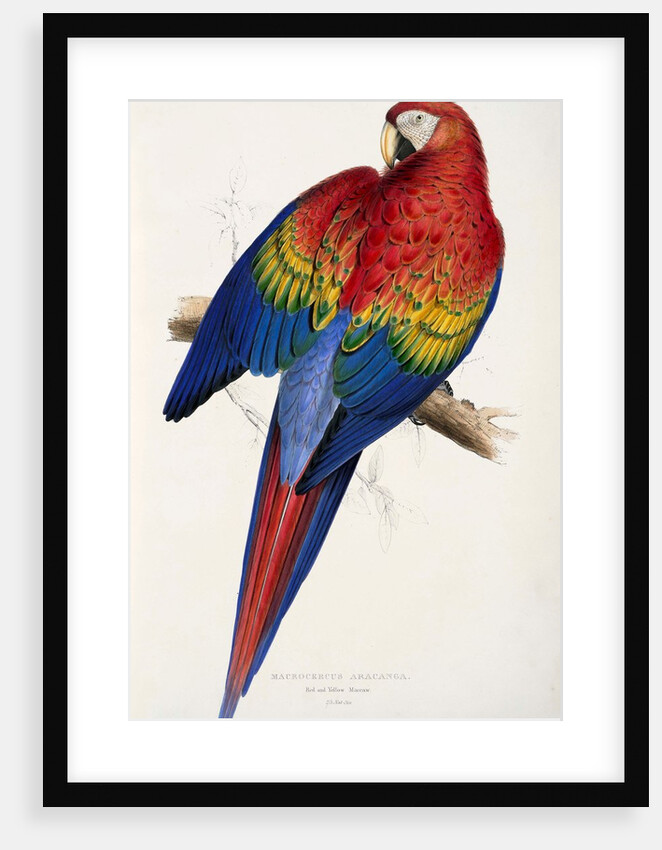 Red and Yellow Maccaw by Edward Lear