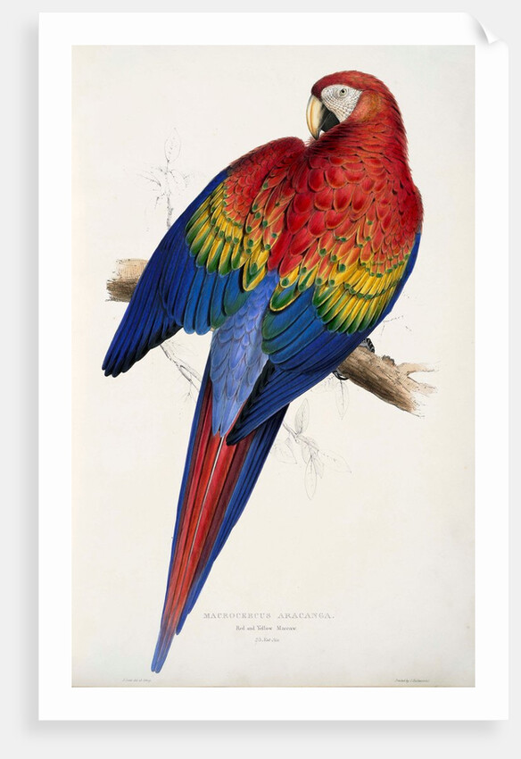 Red and Yellow Maccaw by Edward Lear