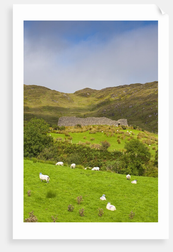 Sheep grazing near Staigue Stone Fort on the Iveragh Peninsula by Anonymous
