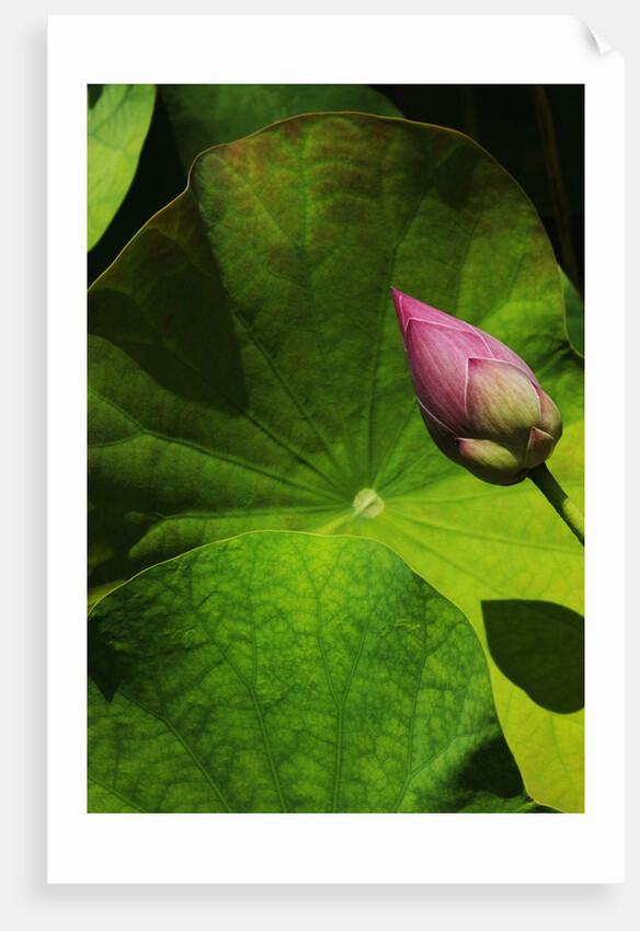 Lotus flower at Bang Pa-in Summer Palace in Thailand by Anonymous