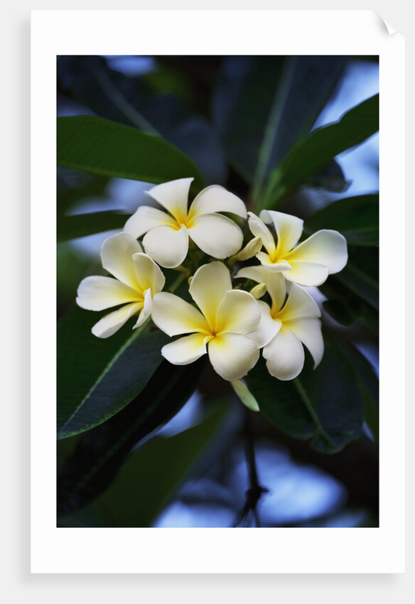 White frangipani flower by Anonymous