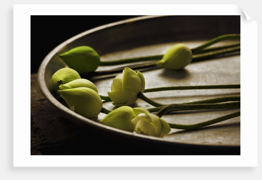 Lotus buds in offering plate at Ayuthaya in Thailand by Anonymous