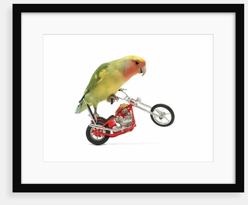 Rosy-faced lovebird perched on toy motorcycle do wheelie by Anonymous