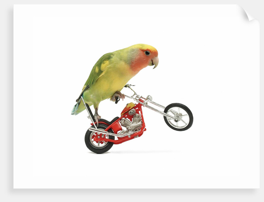Rosy-faced lovebird perched on toy motorcycle do wheelie by Anonymous