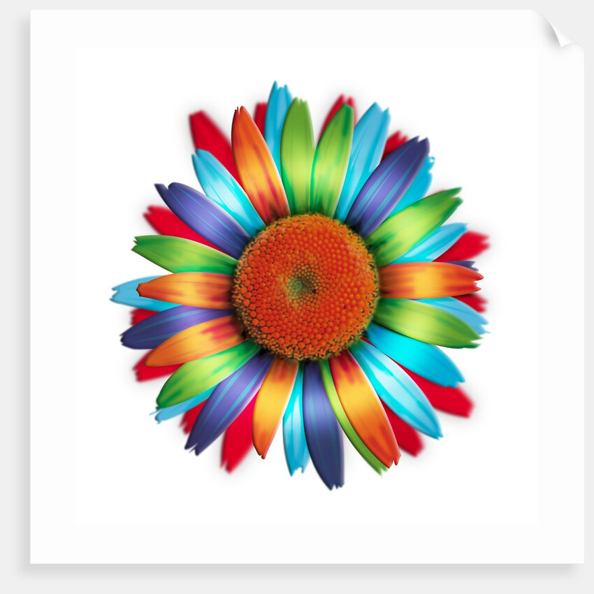Brightly colored daisy by Anonymous