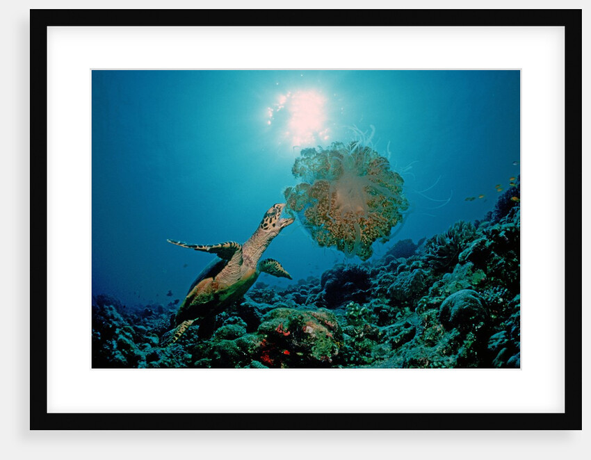 Hawksbill Sea Turtle (Eretmochelys imbricata) eating a Jellyfish, Indian Ocean by Anonymous