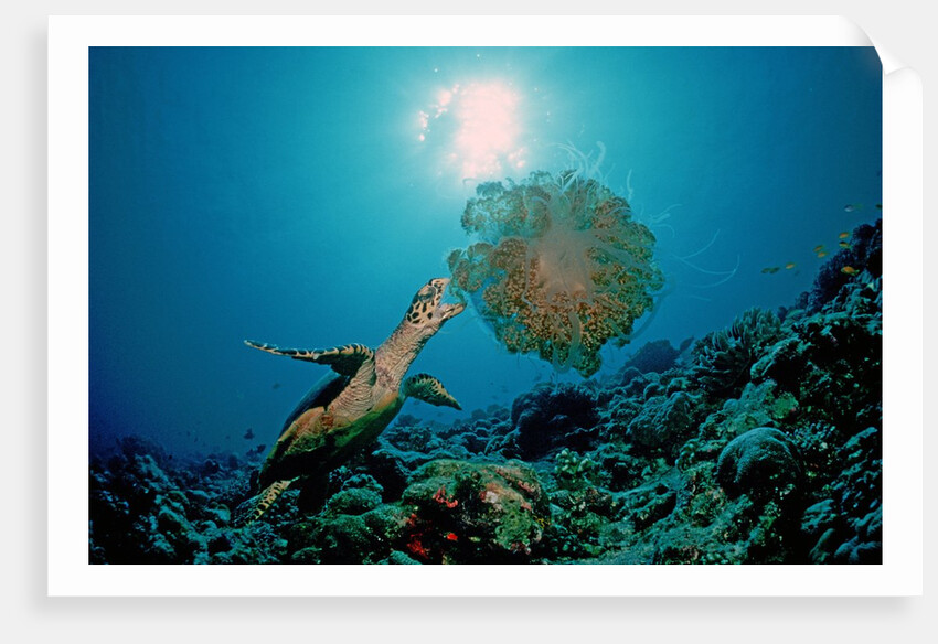 Hawksbill Sea Turtle (Eretmochelys imbricata) eating a Jellyfish, Indian Ocean by Anonymous