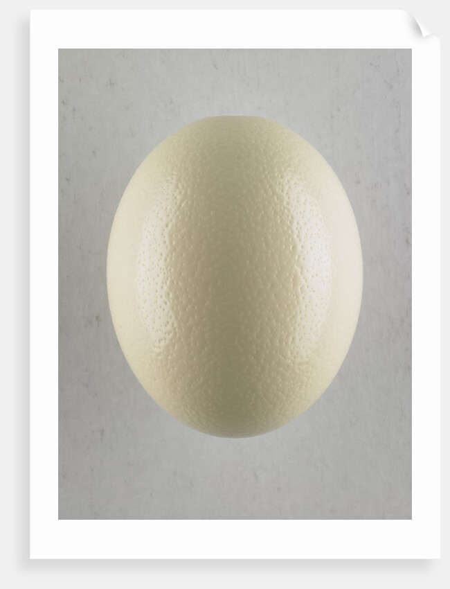 Egg by Anonymous