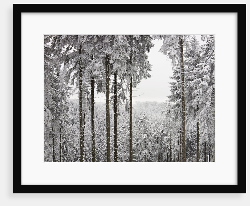 Evergreen forest in winter by Anonymous