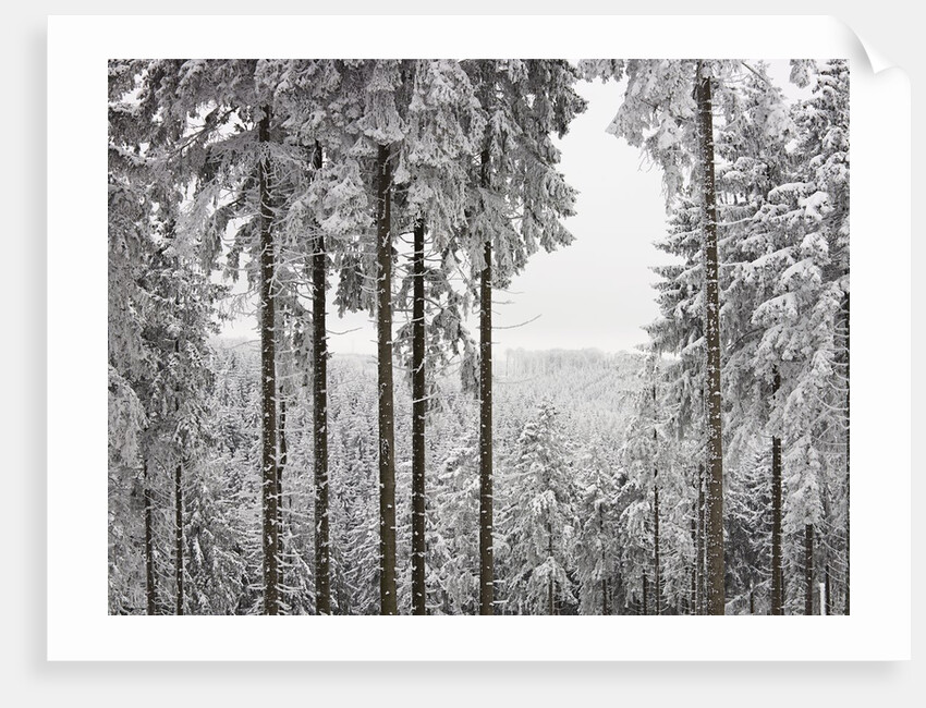 Evergreen forest in winter by Anonymous