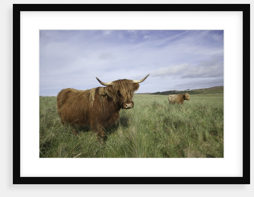 Shaggy haired highland cows by Anonymous