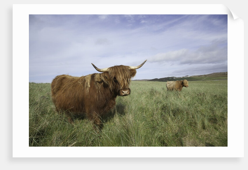 Shaggy haired highland cows by Anonymous