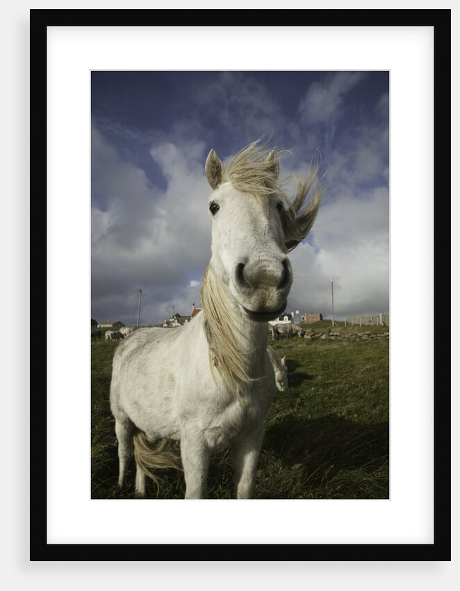 Wild Eriskay ponies grazing in village by Anonymous