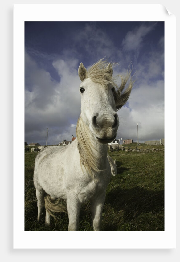 Wild Eriskay ponies grazing in village by Anonymous