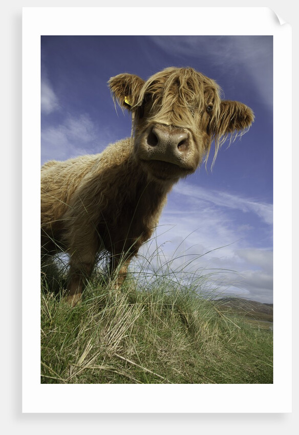 Shaggy haired highland cow by Anonymous
