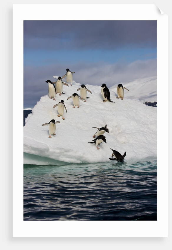 Adelie Penguins on ice pack just off of Paulet Island by Anonymous